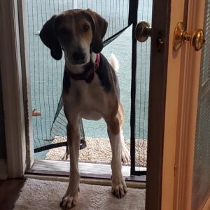 A dog stands at an open door, looking inside, with a rug visible on the floor.