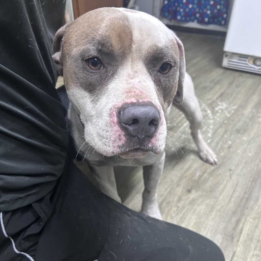 A close-up of a dog with a brown and white coat, sitting beside a person in black clothing.