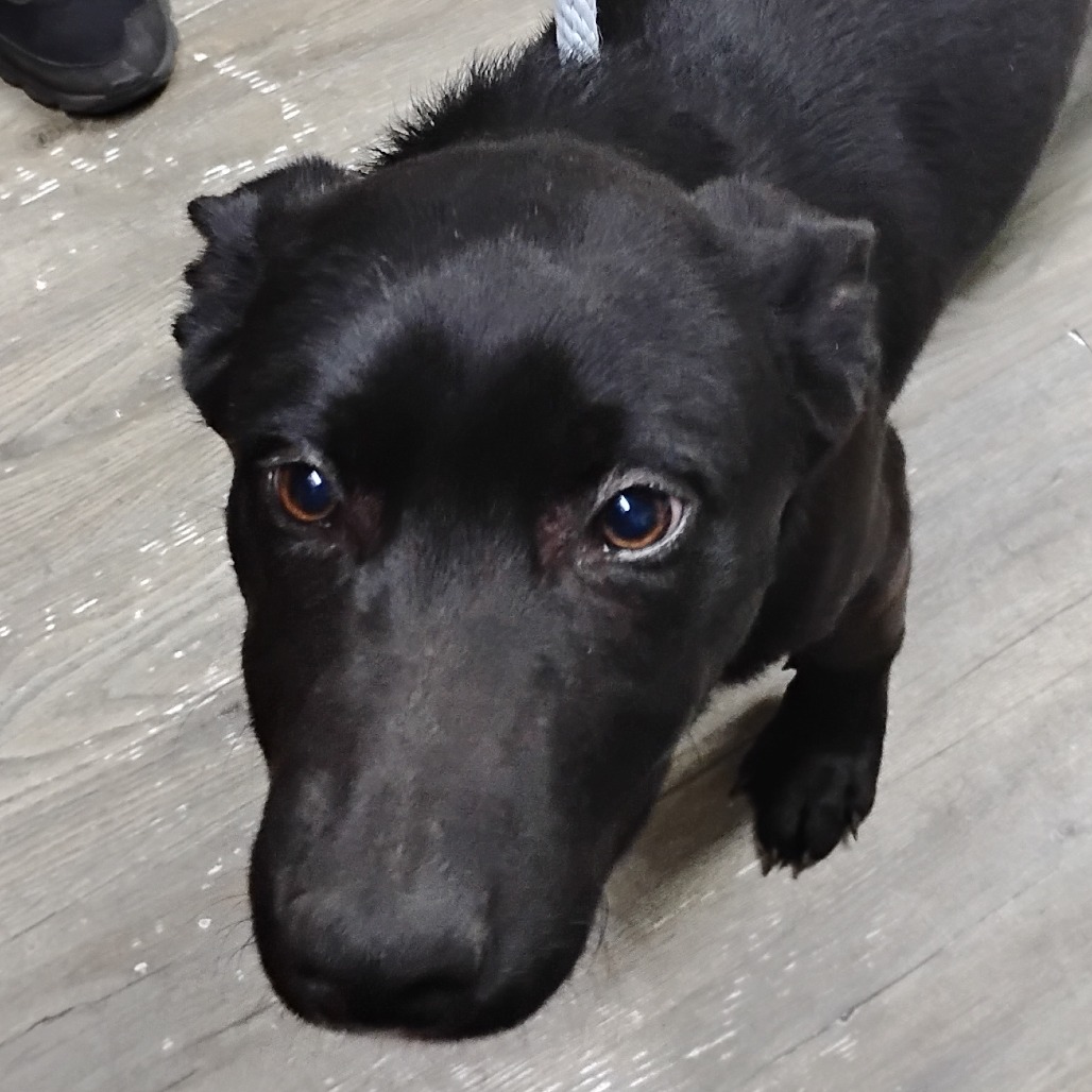 A close-up of a black dog with expressive eyes, looking curiously at the camera.