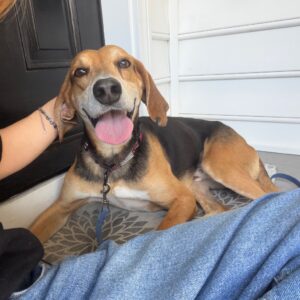 A happy dog lies on a mat, tongue out, while a person gently pets its head.