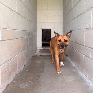 A brown dog walks down a narrow corridor towards a doorway.