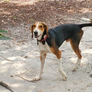 A friendly dog with a brown and black coat stands on a dirt path surrounded by leaves.
