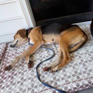 A dog lies on a patterned mat, resting with its legs stretched out and a leash nearby.