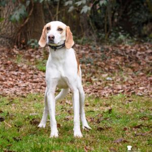 A beagle stands alert in a grassy area covered with fallen leaves.