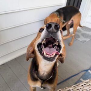 A happy dog with its mouth open stands in front, while another dog is partially visible in the background.