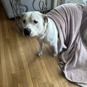 A white dog stands on wooden flooring, partially covered by a pink blanket.