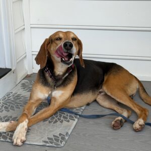 A dog lies on a mat, licking its lips and looking content. A leash is attached to its collar.