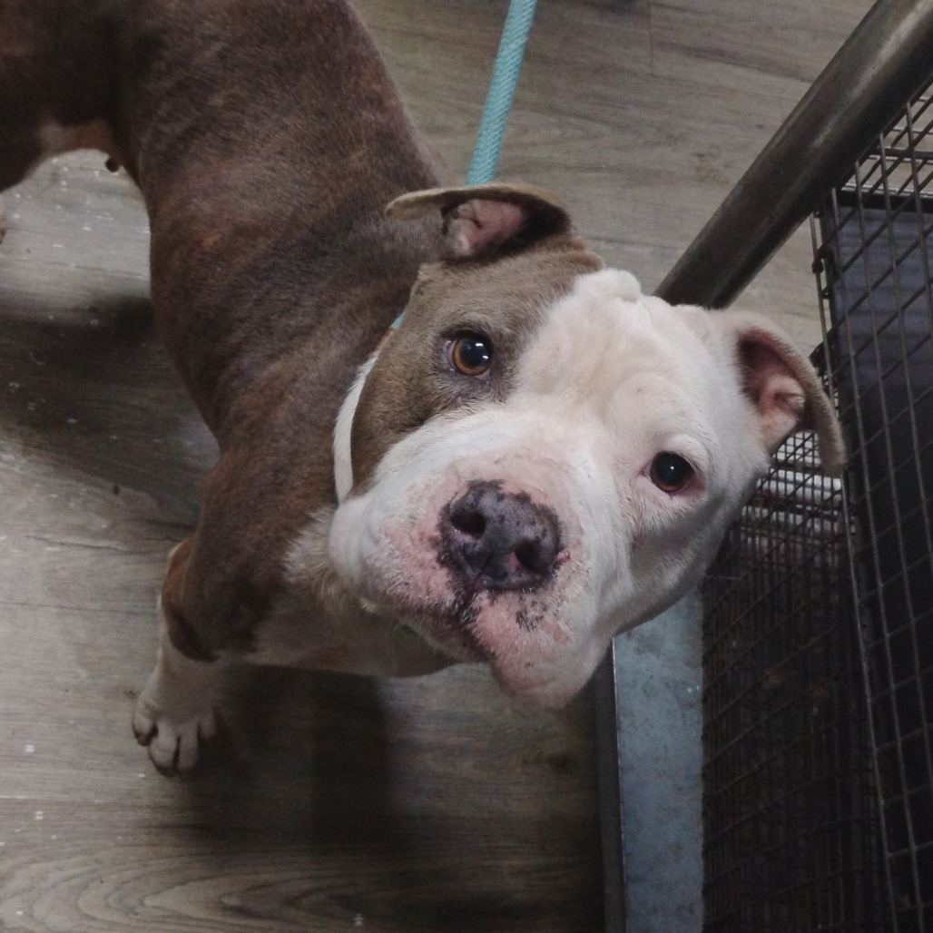 A brown and white dog looks up curiously, standing on a wooden floor with a leash attached.