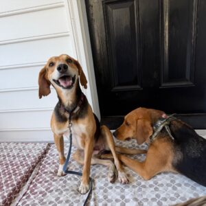 Two beagle dogs sit on a patterned mat by a black door; one dog smiles while the other looks away.