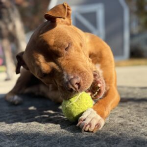 A brown dog chews on a green tennis ball, enjoying the sunlight.