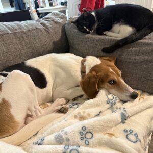 A dog lies on a blanket while a cat rests on the couch's backrest nearby.