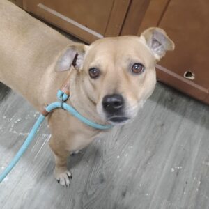 A light brown dog with a blue leash stands on a wooden floor, looking directly at the camera.