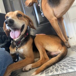 A smiling dog sits on a rug, while another dog stands nearby, partially visible.