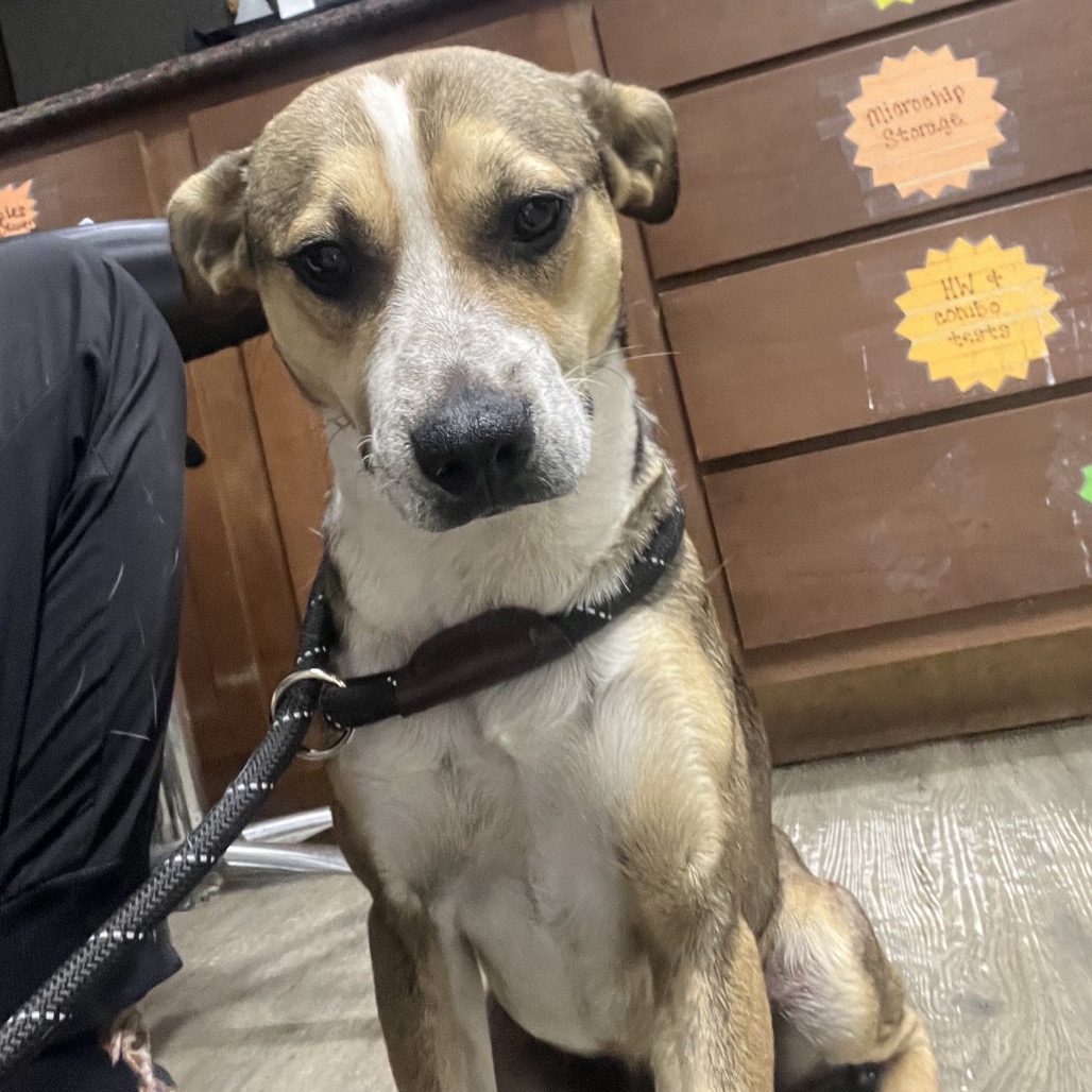 A medium-sized dog with a short coat sits on the floor, wearing a harness, in a room with wooden furniture.