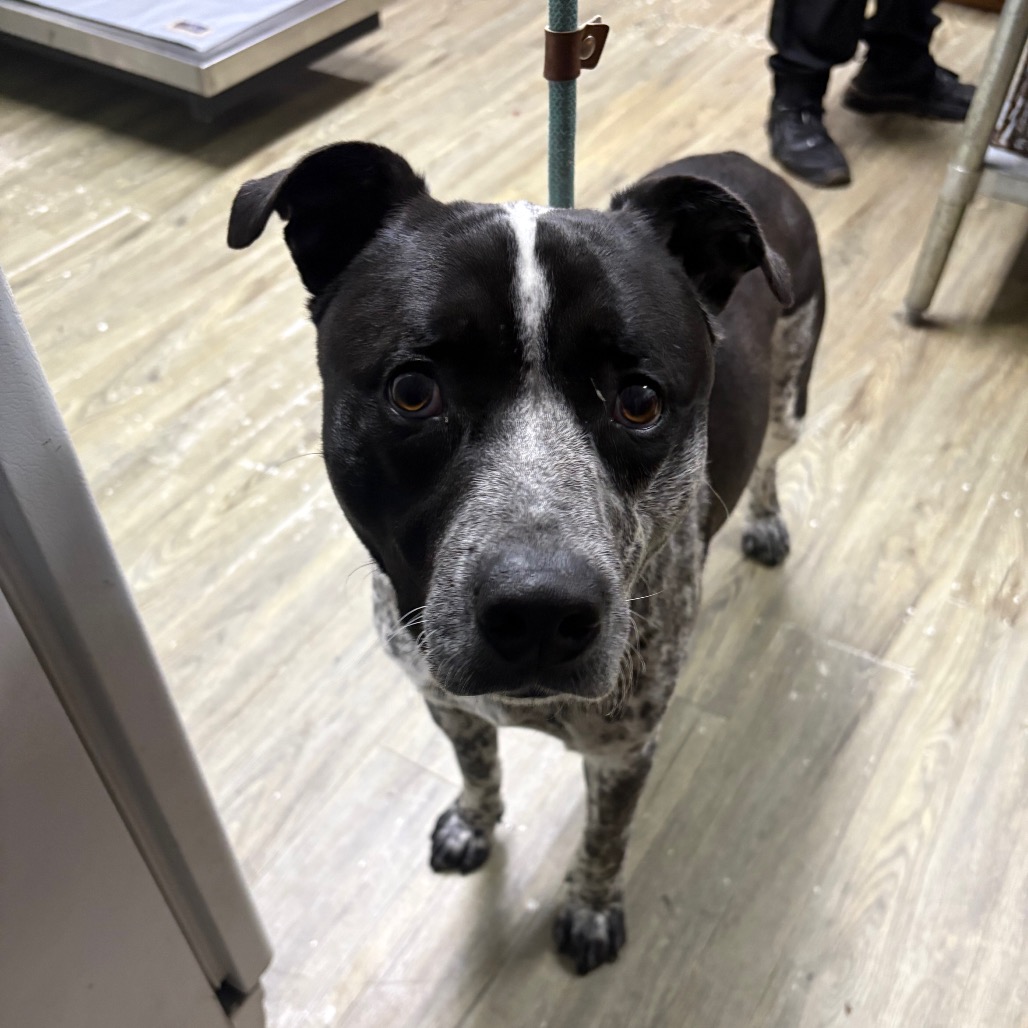 A black and white dog stands indoors, looking directly at the camera, with a leash attached.