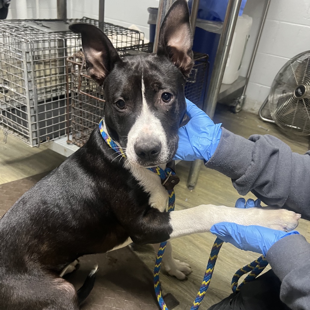 A person in blue gloves gently holds a dog's face while the dog looks at the camera.