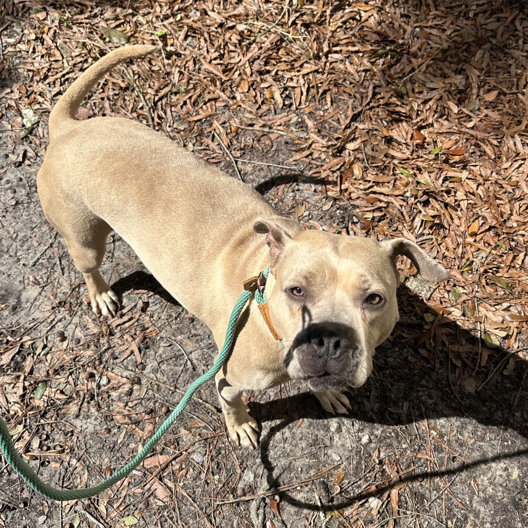 A light brown dog with a green leash stands on a ground covered in leaves, looking up.