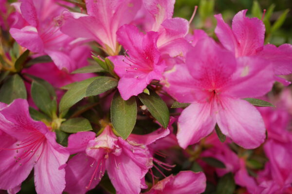 Close-up of vibrant pink azalea flowers with green leaves.