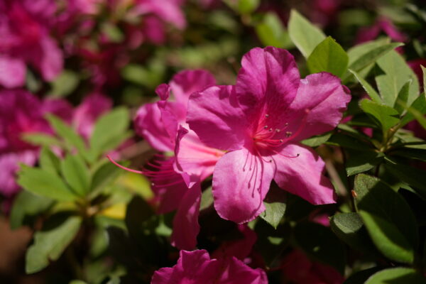Bright pink azalea flowers bloom among green leaves.