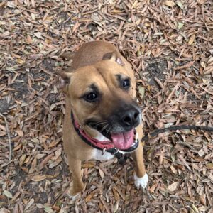 A happy brown dog with a black collar sits among fallen leaves, tongue out and looking up.