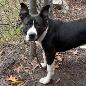 A black and white dog stands near a fence, looking curiously at the camera.