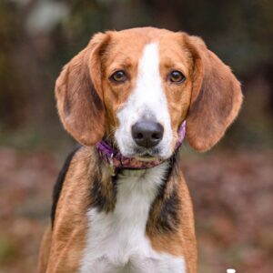 A beagle with a brown and white coat looks directly at the camera, wearing a purple collar.