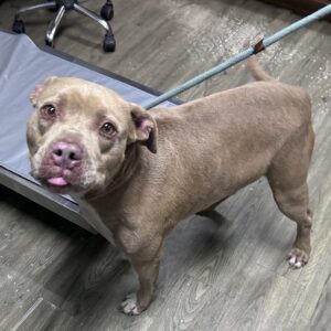 A brown dog with a short coat stands on a wooden floor, looking curiously at the camera.