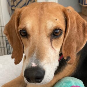 A close-up of a beagle's face, with expressive eyes and floppy ears, resting on a soft surface.