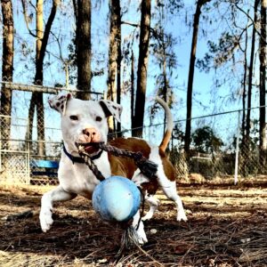 A playful dog holds a rope toy and blue ball, surrounded by trees and a fenced area.