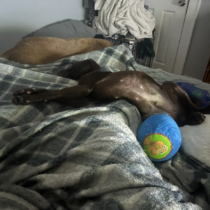 A brown dog lies on its back on a bed, with a blue toy nearby and another dog resting in the background.