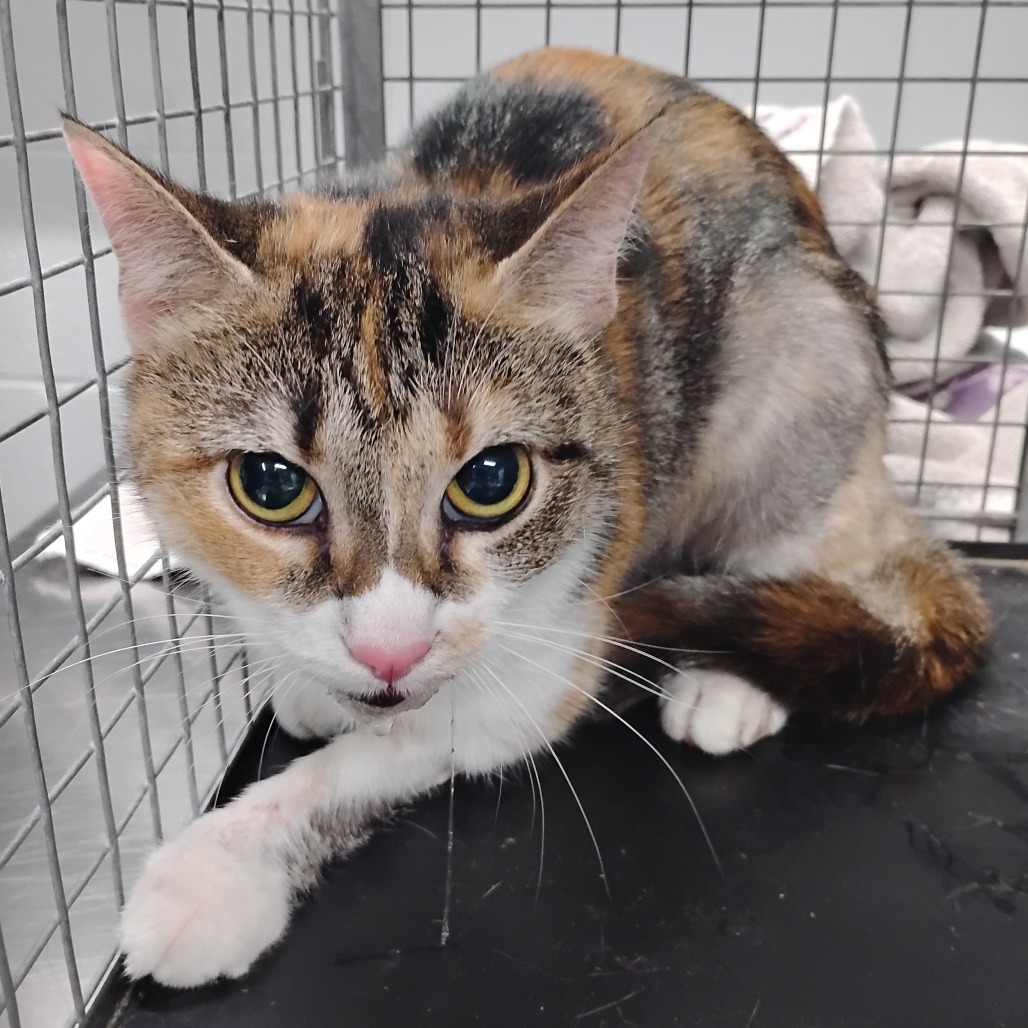 A calico cat sits in a cage, looking directly at the viewer with wide eyes.