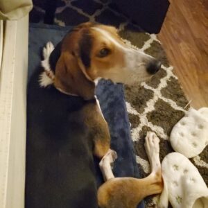 A dog lies on a blue mat, looking back with a curious expression. White slippers are nearby.