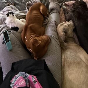 Four dogs cuddle on a person's lap, with a remote control nearby. A cozy scene on a couch.