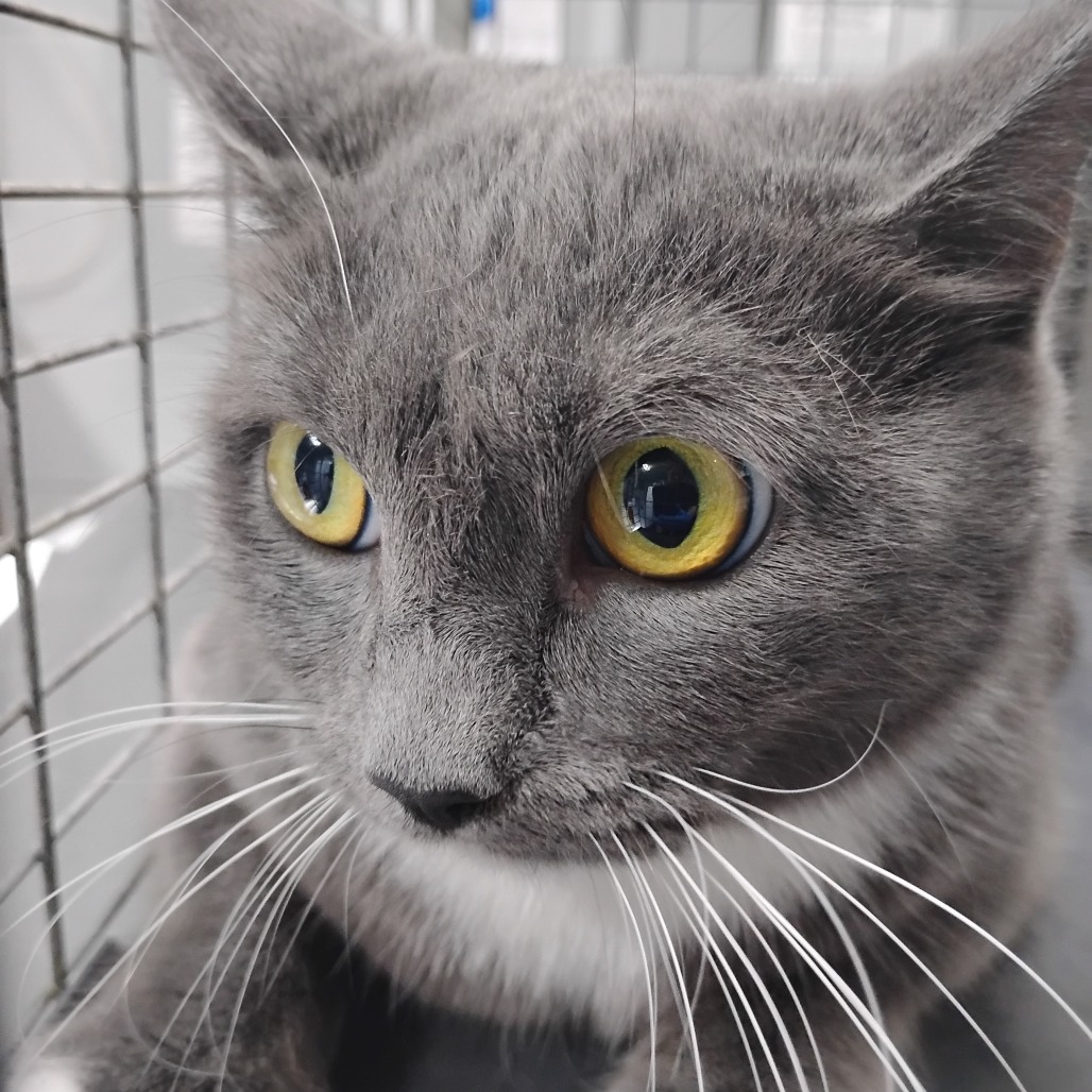 A close-up of a gray cat with striking yellow eyes and long whiskers, looking curiously.