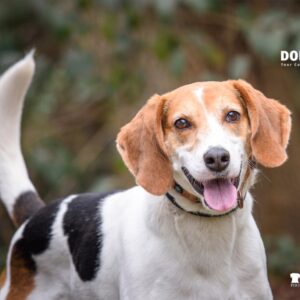 A beagle with a happy expression stands outdoors, surrounded by greenery.