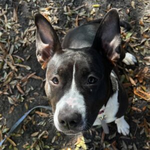 A black and white dog with large ears sits on the ground, surrounded by fallen leaves.