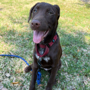 A happy brown dog sits on grass, wearing a red harness and leash, with its tongue out.