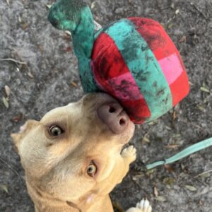 A light brown dog holds a colorful toy in its mouth, looking up playfully.