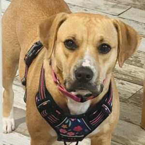 A brown dog with a floral harness looks directly at the camera, standing on a wooden floor.