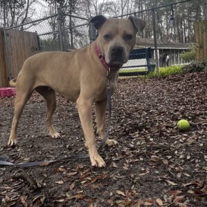 A tan dog stands on a leaf-covered ground, leashed near a tennis ball. A fenced area is visible in the background.