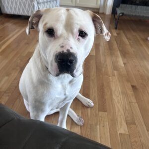 A white dog with black spots sits on a wooden floor, looking directly at the camera.