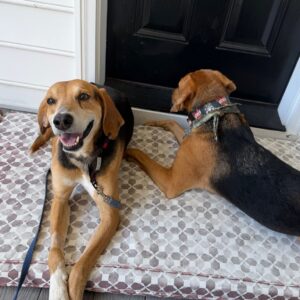 Two dogs relax on a patterned mat in front of a black door, one looking at the camera and the other facing away.