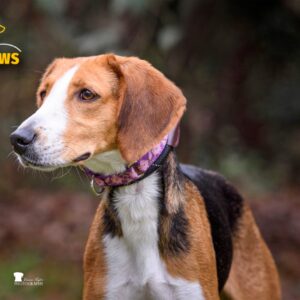 A beagle with a purple collar stands attentively in a natural setting.