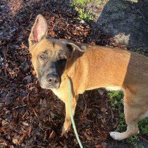 A brown dog with one ear up stands on a bed of leaves, looking towards the camera.