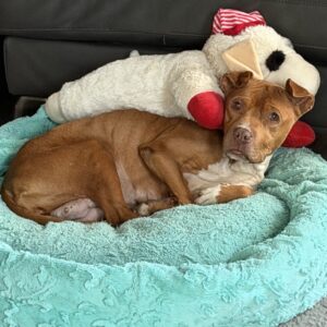 A brown dog relaxes on a teal pet bed, cuddling a large stuffed animal.
