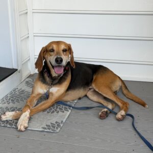 A happy dog lies on a mat, with a leash attached, on a porch.
