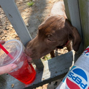 A brown dog sniffs a red drink held by a person near a wooden fence.
