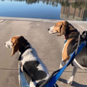 Two beagle dogs stand on a path by a calm body of water, looking towards the horizon.