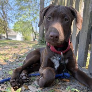 A brown puppy rests on the ground, wearing a red collar and leash, surrounded by leaves and grass.
