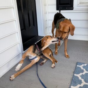Two dogs interact on a porch; one sits while the other leans in, sniffing playfully.